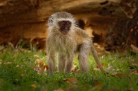 Kockodan cervenozeleny - Chlorocebus pygerythrus cynosuros - Vervet Monkey o0872